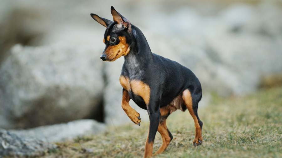 Pinscher Miniatura cachorro